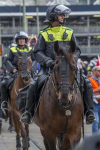 paarden politie den haag