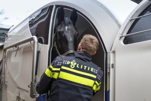 Police officer in a neon-yellow jacket helps a black horse into a white transport truck.